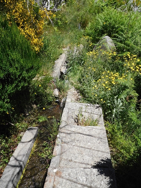 21 June 2016 Levada da Negra and Barreiro — From the bed of the side branch of the Ribeira de Santa Luzia to the turn-off of the upper Escadinhas do Menino Jesus — photo 6