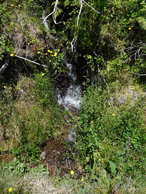 21 June 2016 Levada da Negra and Barreiro — From the bed of the side branch of the Ribeira de Santa Luzia to the turn-off of the upper Escadinhas do Menino Jesus — photo 9