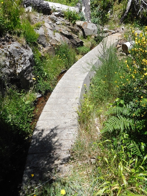 21 June 2016 Levada da Negra and Barreiro — From the bed of the side branch of the Ribeira de Santa Luzia to the turn-off of the upper Escadinhas do Menino Jesus — photo 10
