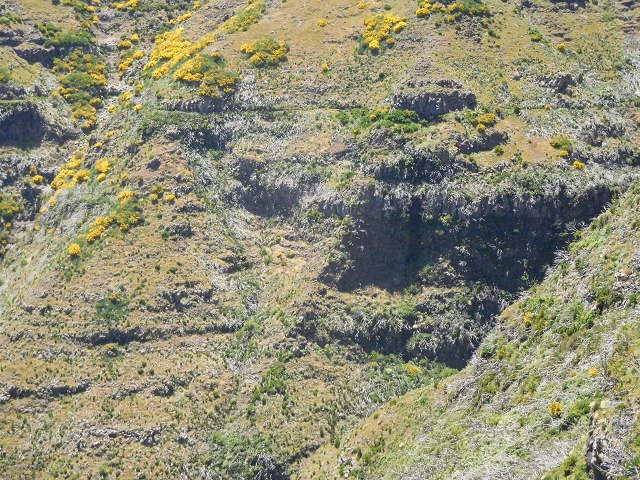21 June 2016 Levada da Negra and Barreiro — From the turn-off of the upper Escadinhas do Menino Jesus to the gravel track in the Parque Ecologico — photo 9