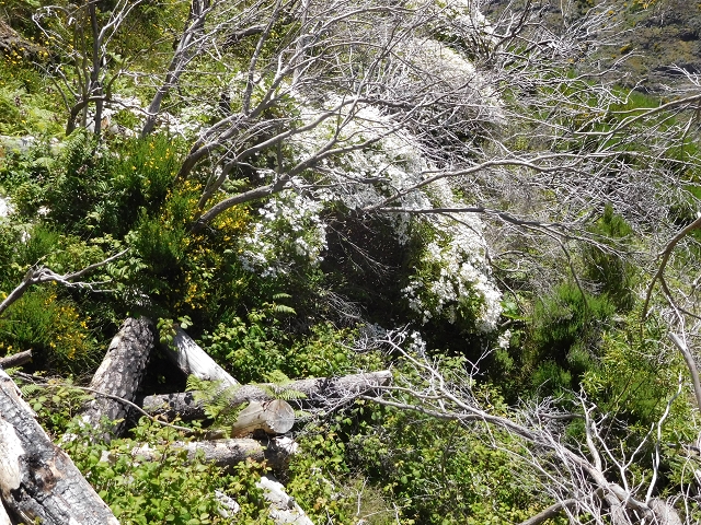 21 June 2016 Levada da Negra and Barreiro — From the turn-off of the upper Escadinhas do Menino Jesus to the gravel track in the Parque Ecologico — photo 10