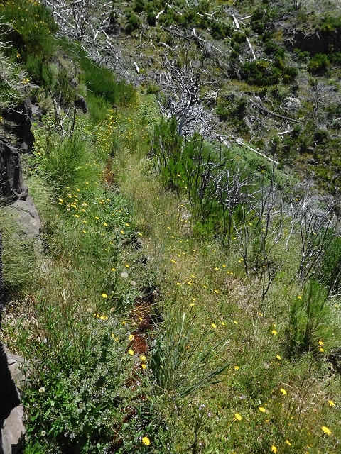 21 June 2016 Levada da Negra and Barreiro — From the turn-off of the upper Escadinhas do Menino Jesus to the gravel track in the Parque Ecologico — photo 11