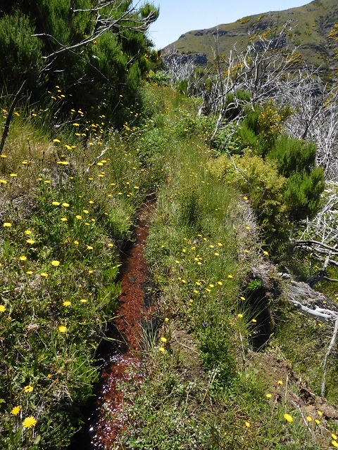 21 June 2016 Levada da Negra and Barreiro — From the turn-off of the upper Escadinhas do Menino Jesus to the gravel track in the Parque Ecologico — photo 14