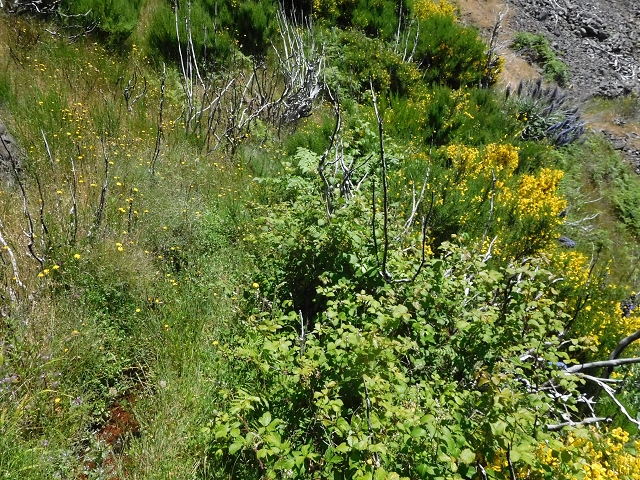 21 June 2016 Levada da Negra and Barreiro — From the turn-off of the upper Escadinhas do Menino Jesus to the gravel track in the Parque Ecologico — photo 16