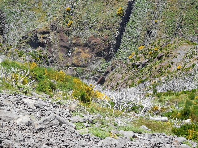 21 June 2016 Levada da Negra and Barreiro — From the turn-off of the upper Escadinhas do Menino Jesus to the gravel track in the Parque Ecologico — photo 18