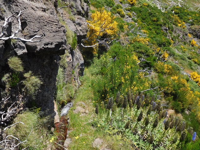 21 June 2016 Levada da Negra and Barreiro — From the turn-off of the upper Escadinhas do Menino Jesus to the gravel track in the Parque Ecologico — photo 22