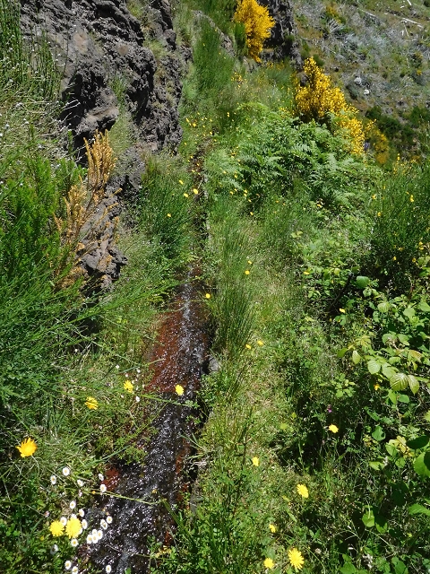 21 June 2016 Levada da Negra and Barreiro — From the turn-off of the upper Escadinhas do Menino Jesus to the gravel track in the Parque Ecologico — photo 24