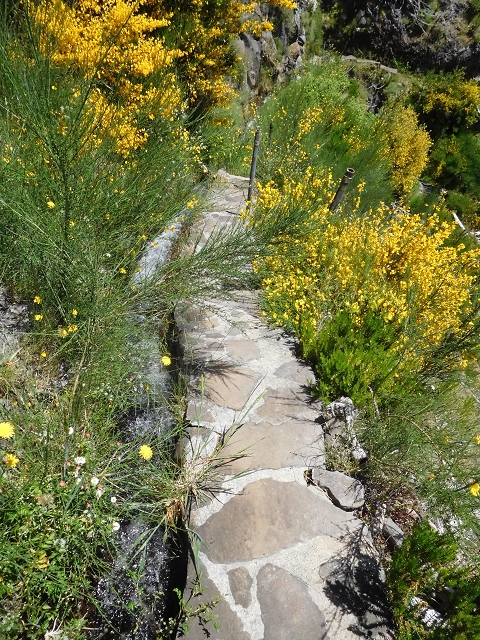 21 June 2016 Levada da Negra and Barreiro — From the turn-off of the upper Escadinhas do Menino Jesus to the gravel track in the Parque Ecologico — photo 25