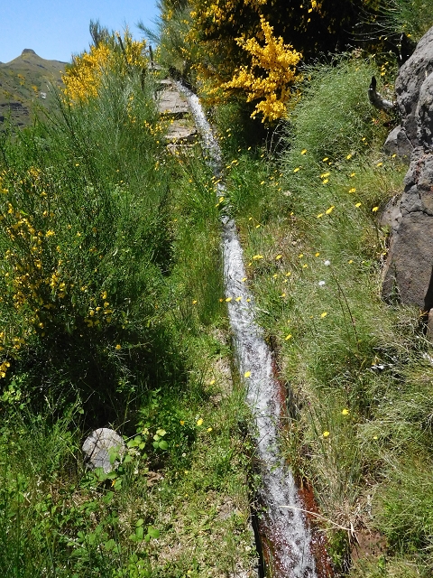 21 June 2016 Levada da Negra and Barreiro — From the turn-off of the upper Escadinhas do Menino Jesus to the gravel track in the Parque Ecologico — photo 26