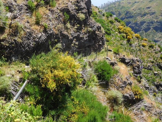 21 June 2016 Levada da Negra and Barreiro — From the turn-off of the upper Escadinhas do Menino Jesus to the gravel track in the Parque Ecologico — photo 28