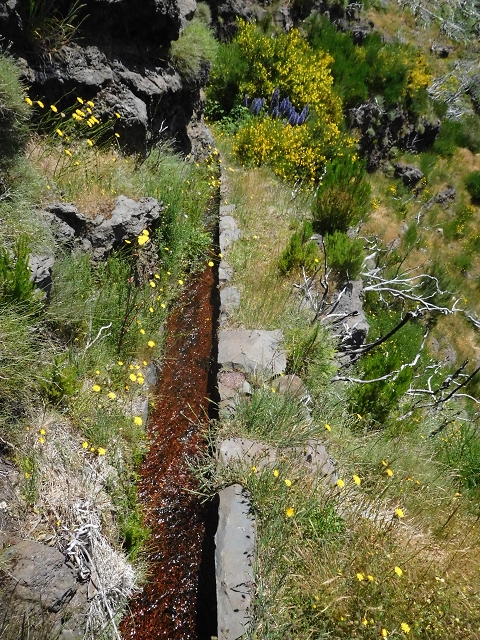 21 June 2016 Levada da Negra and Barreiro — From the turn-off of the upper Escadinhas do Menino Jesus to the gravel track in the Parque Ecologico — photo 30