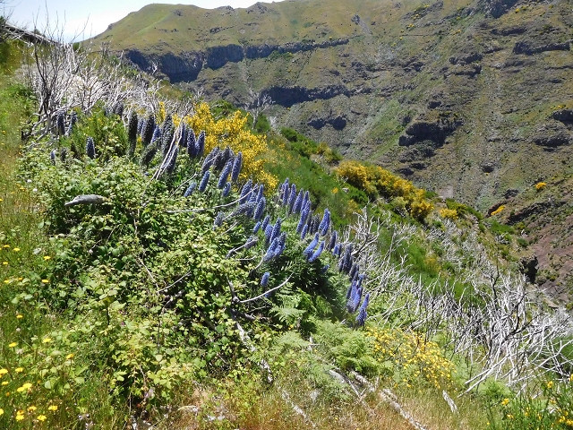 21 June 2016 Levada da Negra and Barreiro — From the turn-off of the upper Escadinhas do Menino Jesus to the gravel track in the Parque Ecologico — photo 33