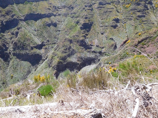 21 June 2016 Levada da Negra and Barreiro — From the turn-off of the upper Escadinhas do Menino Jesus to the gravel track in the Parque Ecologico — photo 36