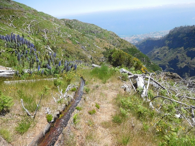 21 June 2016 Levada da Negra and Barreiro — From the turn-off of the upper Escadinhas do Menino Jesus to the gravel track in the Parque Ecologico — photo 37
