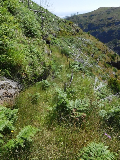 21 June 2016 Levada da Negra and Barreiro — From the turn-off of the upper Escadinhas do Menino Jesus to the gravel track in the Parque Ecologico — photo 44
