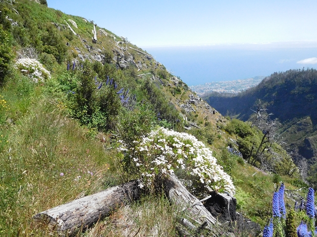 21 June 2016 Levada da Negra and Barreiro — From the turn-off of the upper Escadinhas do Menino Jesus to the gravel track in the Parque Ecologico — photo 45