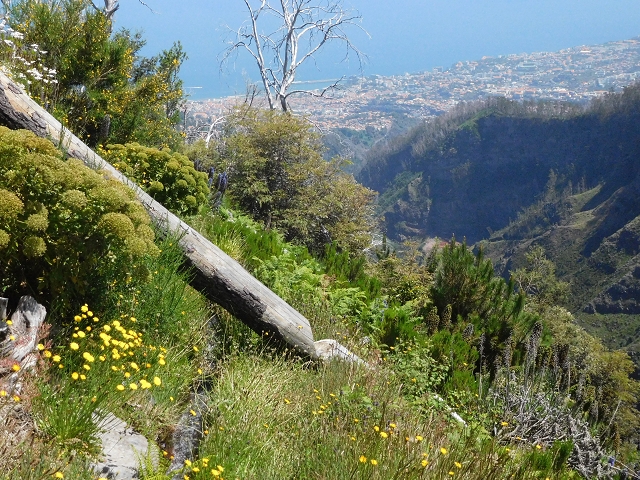 21 June 2016 Levada da Negra and Barreiro — From the turn-off of the upper Escadinhas do Menino Jesus to the gravel track in the Parque Ecologico — photo 47