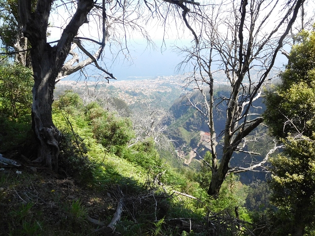 21 June 2016 Levada da Negra and Barreiro — From the turn-off of the upper Escadinhas do Menino Jesus to the gravel track in the Parque Ecologico — photo 50