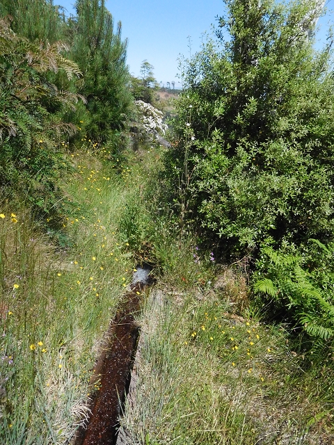 21 June 2016 Levada da Negra and Barreiro — From the turn-off of the upper Escadinhas do Menino Jesus to the gravel track in the Parque Ecologico — photo 51