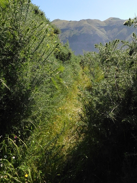 21 June 2016 Levada da Negra and Barreiro — From the junction with the feeder road to the panorama road as far as the Ribeira do Santo Antonio — photo 6