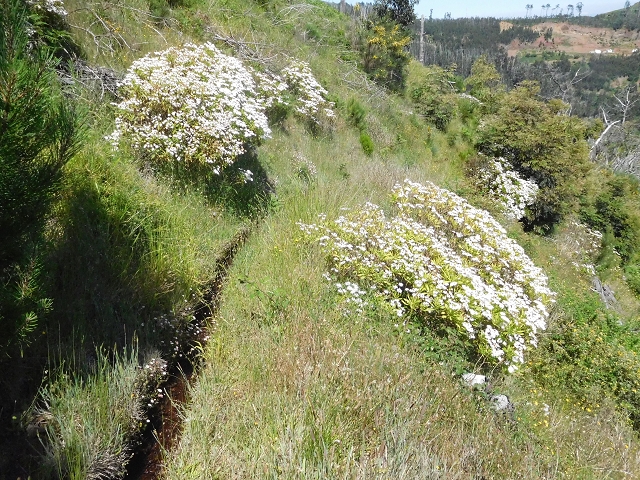 21 June 2016 Levada da Negra and Barreiro — From the turn-off of the upper Escadinhas do Menino Jesus to the gravel track in the Parque Ecologico — photo 52