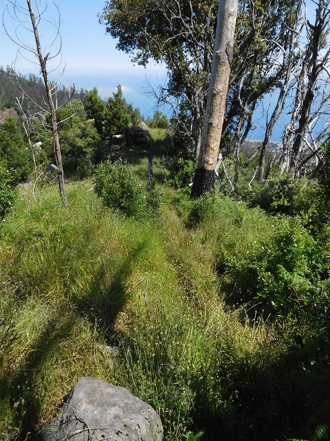 21 June 2016 Levada da Negra and Barreiro — From the turn-off of the upper Escadinhas do Menino Jesus to the gravel track in the Parque Ecologico — photo 54