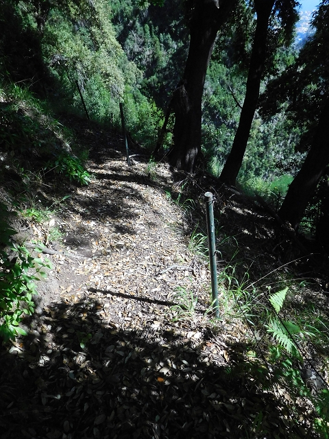 21 June 2016 Levada da Negra and Barreiro — From the gravel track in the Parque Ecologico to the Tornos springs — photo 2