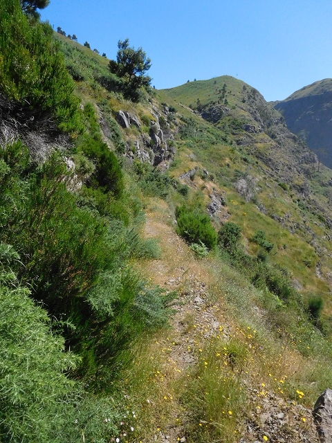 21 June 2016 Levada da Negra and Barreiro — From the junction with the feeder road to the panorama road as far as the Ribeira do Santo Antonio — photo 7