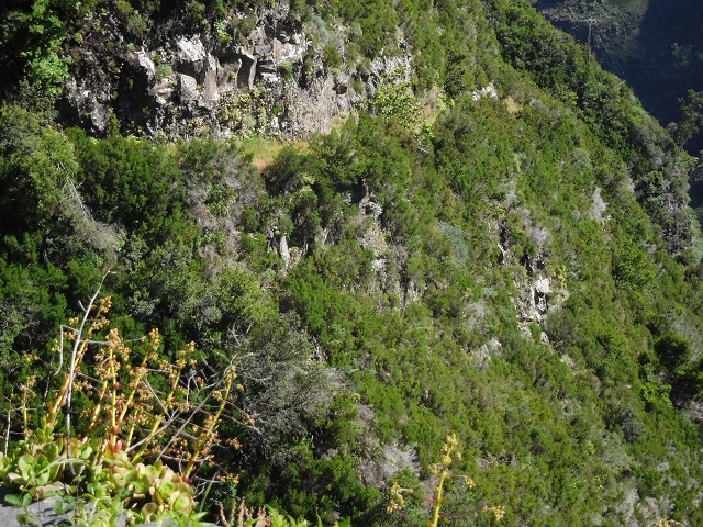 21 June 2016 Levada da Negra and Barreiro — Descent to Corujeira — photo 2