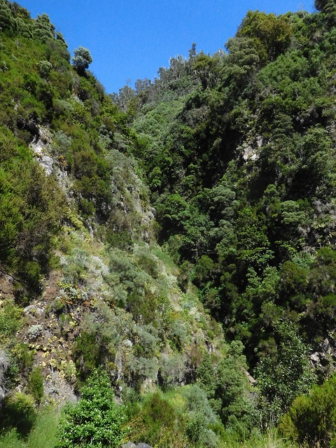 21 June 2016 Levada da Negra and Barreiro — Descent to Corujeira — photo 3