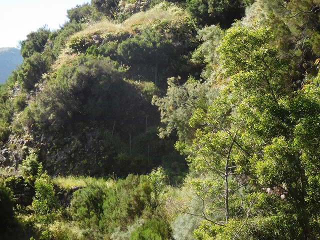 21 June 2016 Levada da Negra and Barreiro — Descent to Corujeira — photo 5