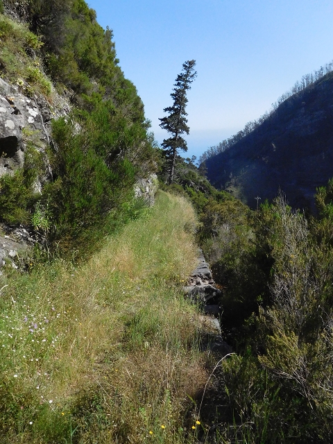 21 June 2016 Levada da Negra and Barreiro — Descent to Corujeira — photo 7