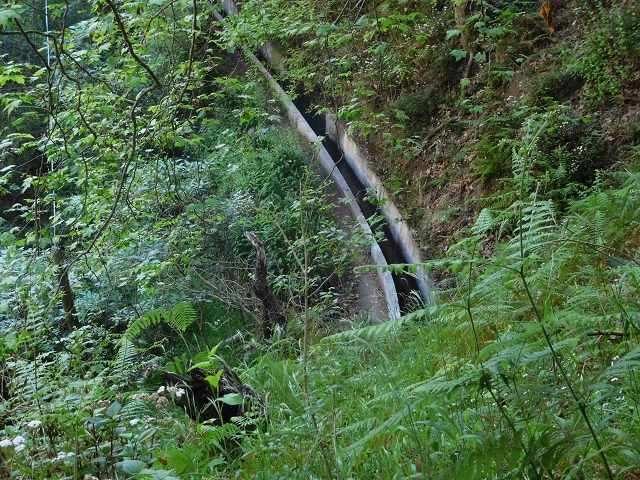 21 June 2016 Levada da Negra and Barreiro — Descent to Corujeira — photo 10