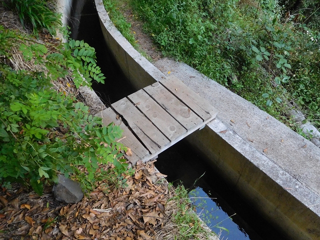 21 June 2016 Levada da Negra and Barreiro — Descent to Corujeira — photo 11