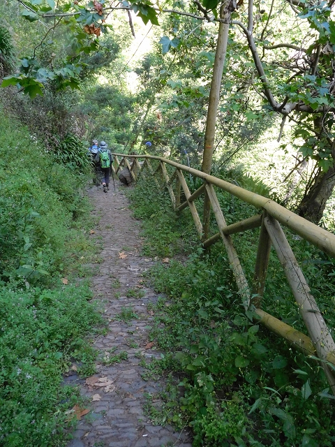 21 June 2016 Levada da Negra and Barreiro — Descent to Corujeira — photo 13