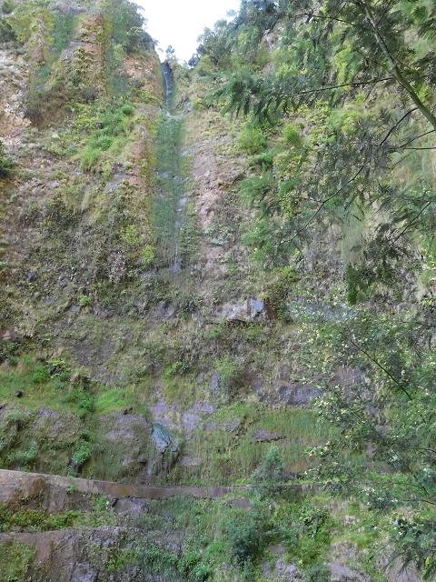 21 June 2016 Levada da Negra and Barreiro — Descent to Corujeira — photo 16