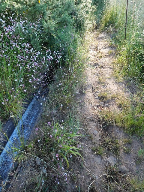 21 June 2016 Levada da Negra and Barreiro — From Barreira to the junction with the feeder road to the panorama road — photo 2