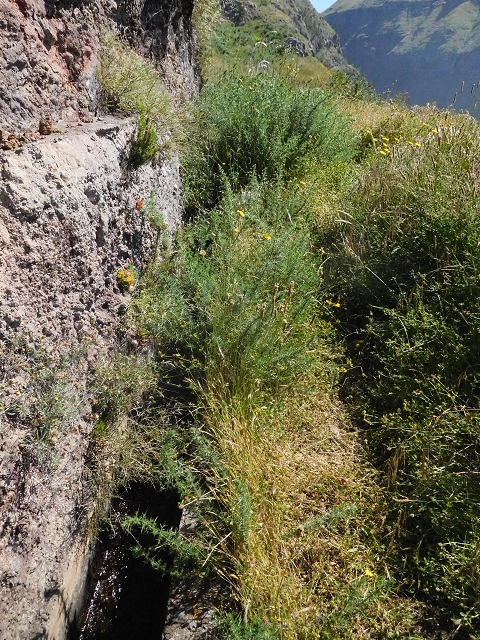 21 June 2016 Levada da Negra and Barreiro — From the junction with the feeder road to the panorama road as far as the Ribeira do Santo Antonio — photo 9