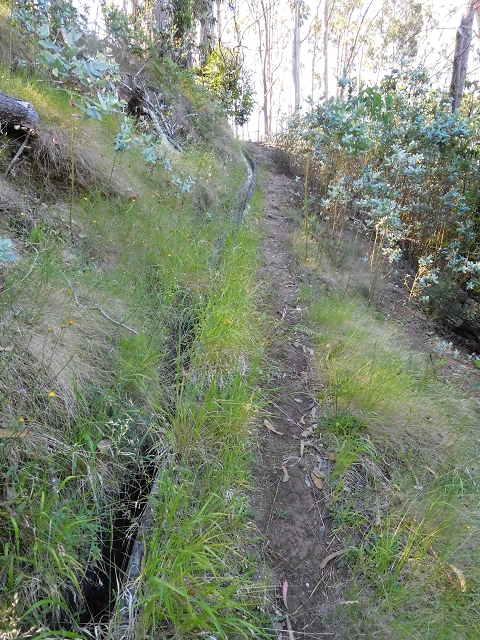 21 June 2016 Levada da Negra and Barreiro — From Barreira to the junction with the feeder road to the panorama road — photo 3