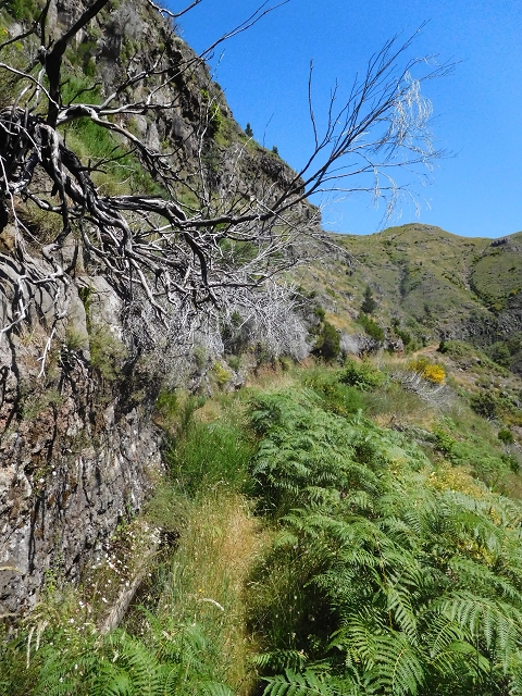 21 June 2016 Levada da Negra and Barreiro — From the junction with the feeder road to the panorama road as far as the Ribeira do Santo Antonio — photo 31