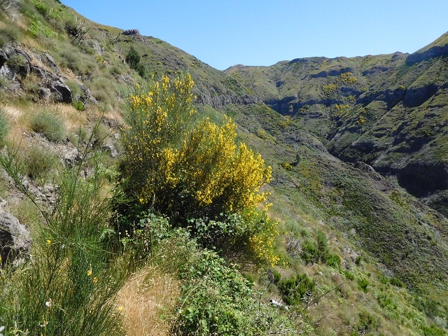 21 June 2016 Levada da Negra and Barreiro — From the junction with the feeder road to the panorama road as far as the Ribeira do Santo Antonio — photo 36