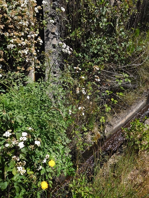 21 June 2016 Levada da Negra and Barreiro — From the junction with the feeder road to the panorama road as far as the Ribeira do Santo Antonio — photo 43