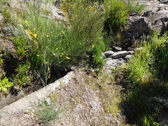 21 June 2016 Levada da Negra and Barreiro — From the junction with the feeder road to the panorama road as far as the Ribeira do Santo Antonio — photo 49