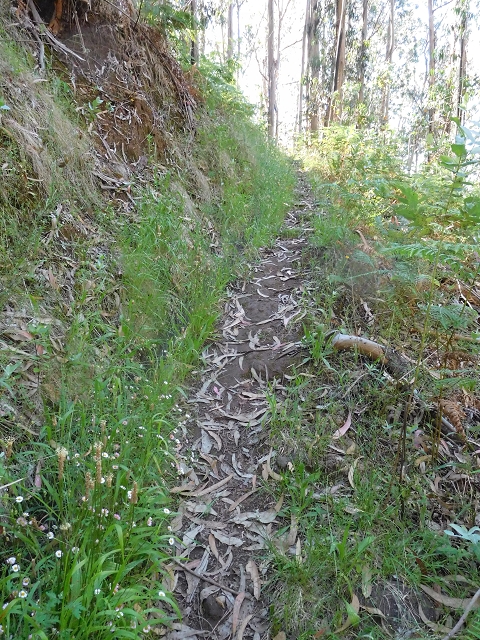 21 June 2016 Levada da Negra and Barreiro — From Barreira to the junction with the feeder road to the panorama road — photo 6