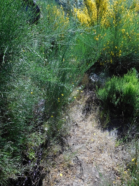 21 June 2016 Levada da Negra and Barreiro — From the junction with the feeder road to the panorama road as far as the Ribeira do Santo Antonio — photo 52