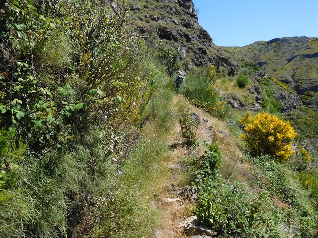 21 June 2016 Levada da Negra and Barreiro — From the junction with the feeder road to the panorama road as far as the Ribeira do Santo Antonio — photo 53