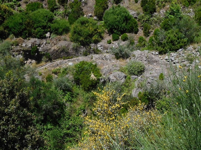21 June 2016 Levada da Negra and Barreiro — From the junction with the feeder road to the panorama road as far as the Ribeira do Santo Antonio — photo 55