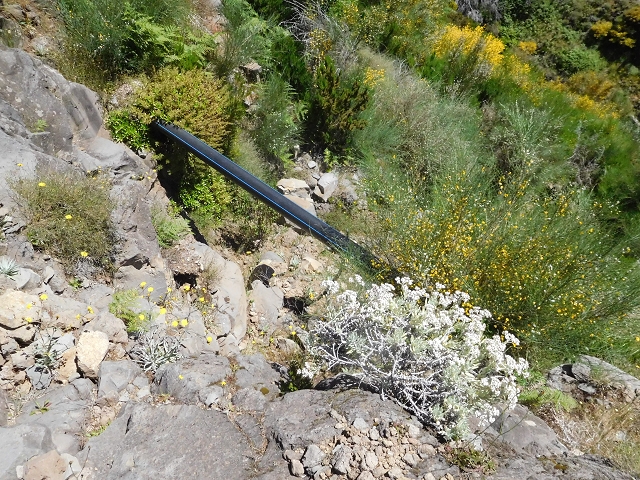 21 June 2016 Levada da Negra and Barreiro — From the junction with the feeder road to the panorama road as far as the Ribeira do Santo Antonio — photo 63
