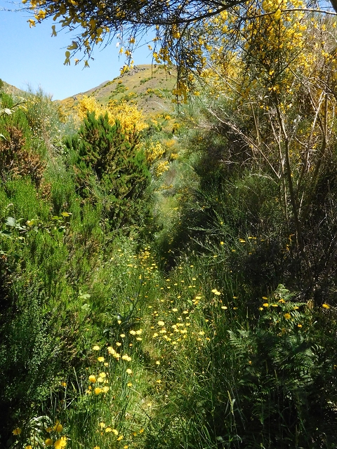 21 June 2016 Levada da Negra and Barreiro — From the junction with the feeder road to the panorama road as far as the Ribeira do Santo Antonio — photo 64