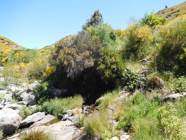 21 June 2016 Levada da Negra and Barreiro — From the junction with the feeder road to the panorama road as far as the Ribeira do Santo Antonio — photo 67
